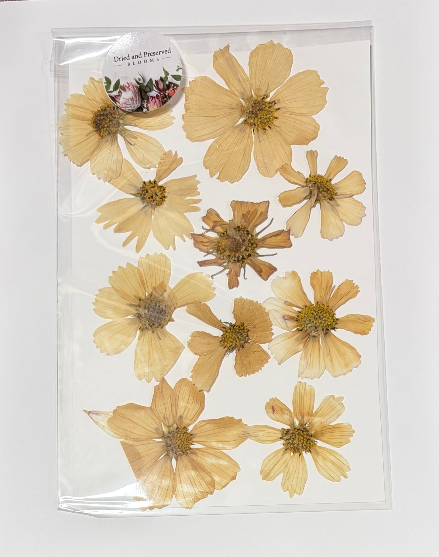 Pressed Flower Pack~beige mix