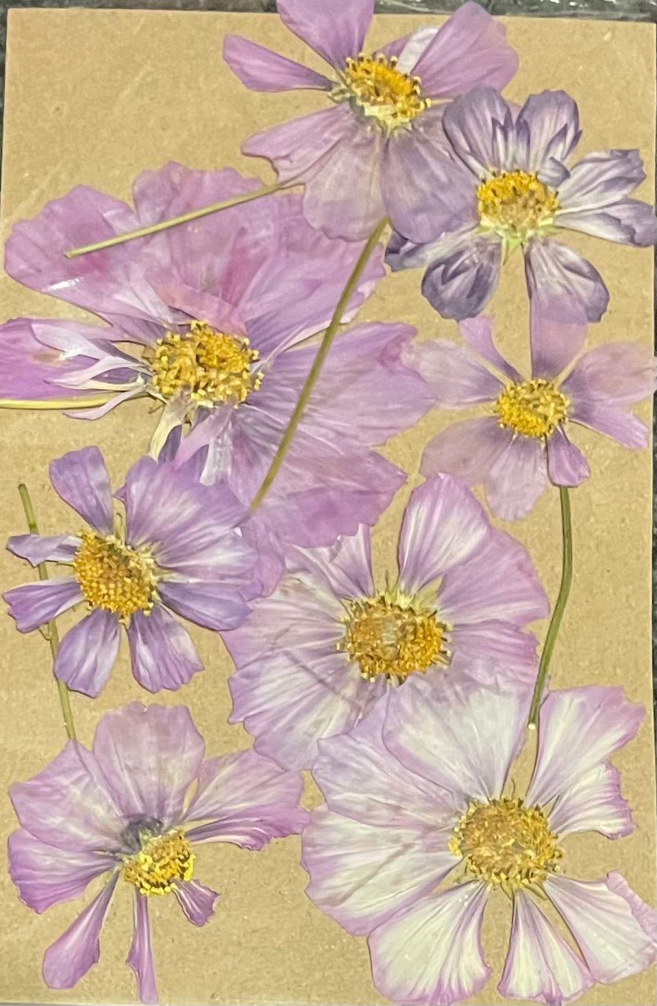 Pressed Flower Pack Cosmos pastel mauve
