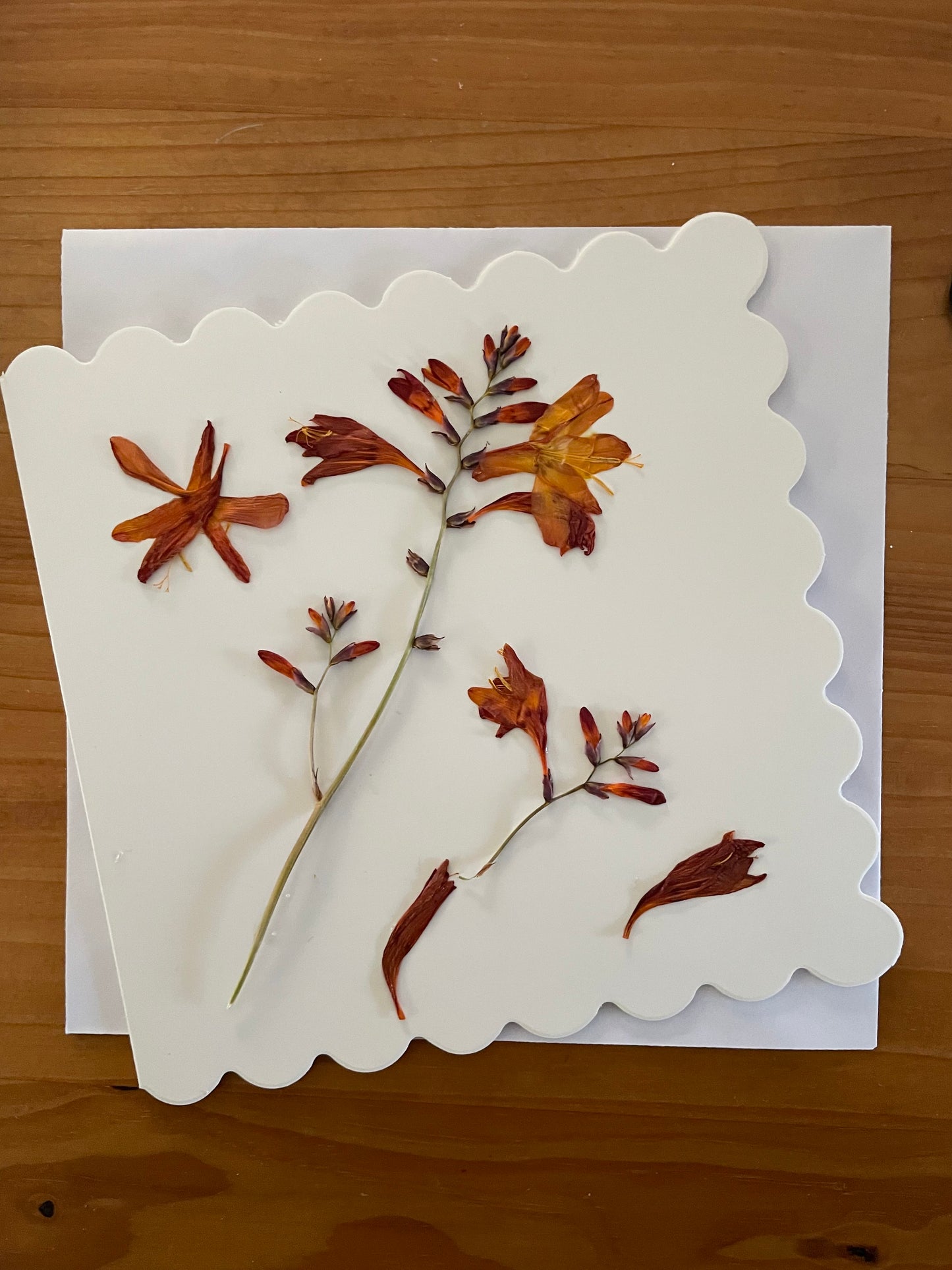 Pressed Flower Greeting Card~ rust foliages
