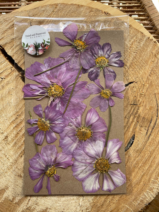 Pressed Flower Pack Cosmos pastel mauve
