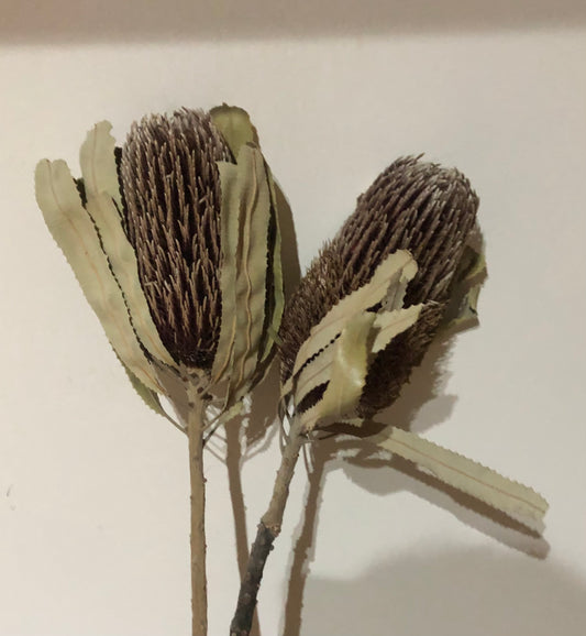 Flower Bar single stem Banksia Menziesii