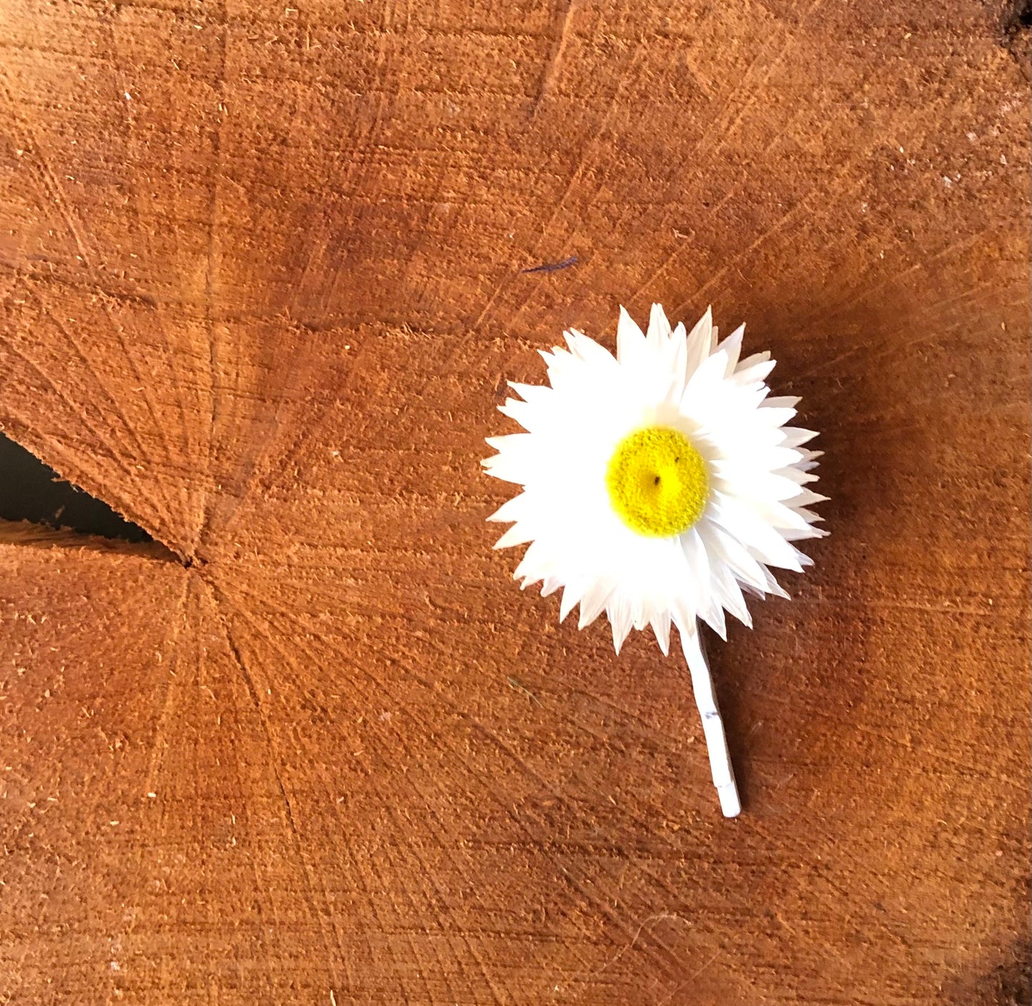 Hair Pin ~Single Flower white Paper Daisy