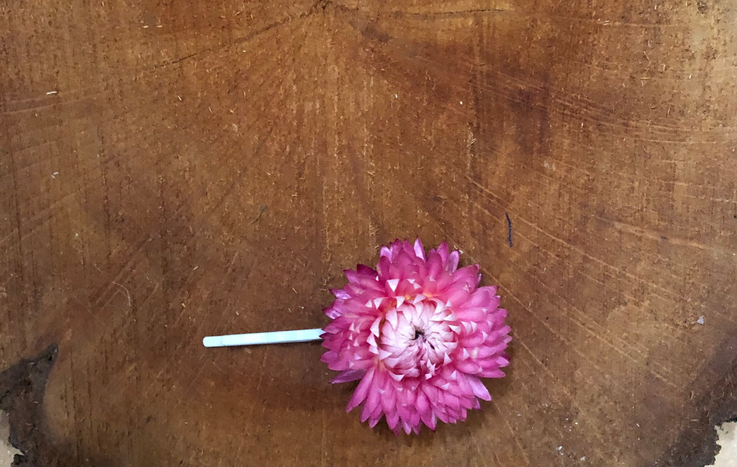 Hair pin ~ Single stem closed pink strawflower