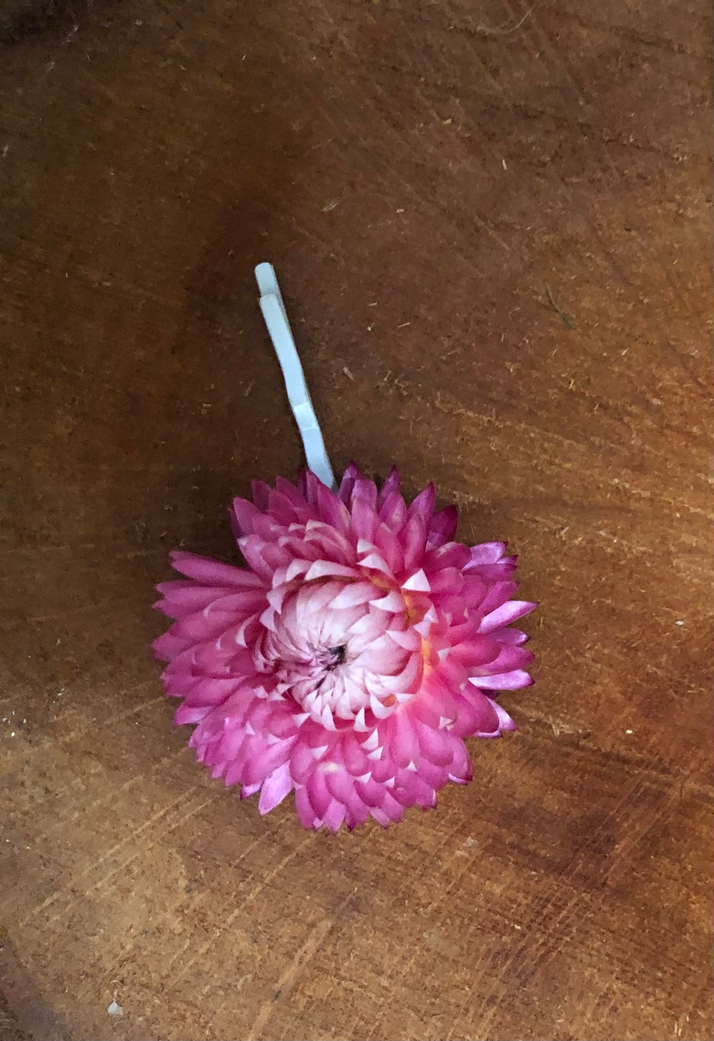 Hair pin ~ Single stem closed pink strawflower