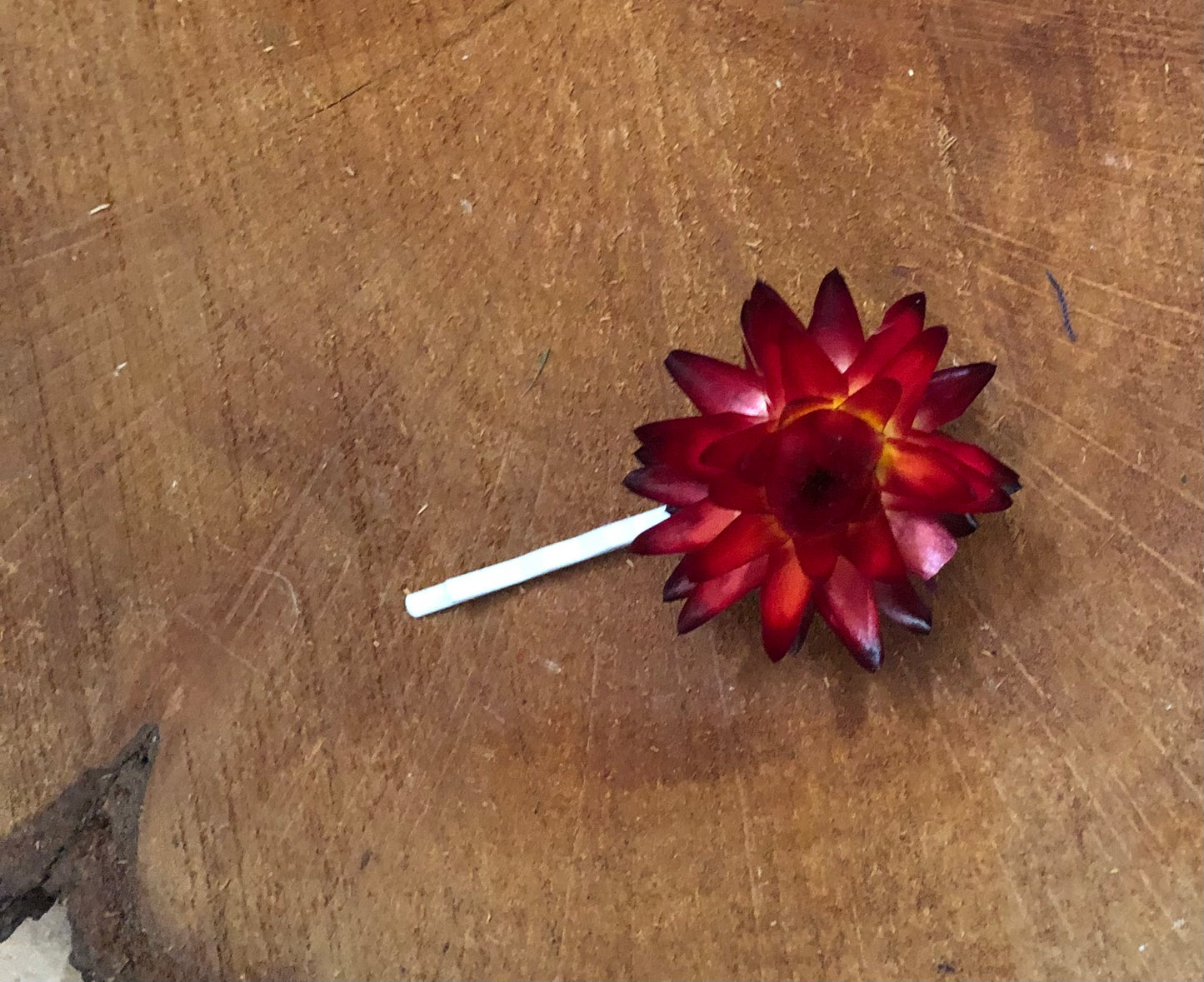 Hair Pin ~ single flower burgundy strawflower