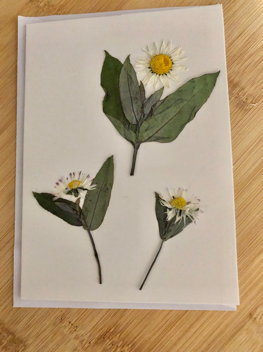 Gift Card- pressed daisies