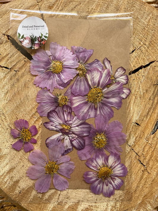 Pressed Flower Pack cosmos