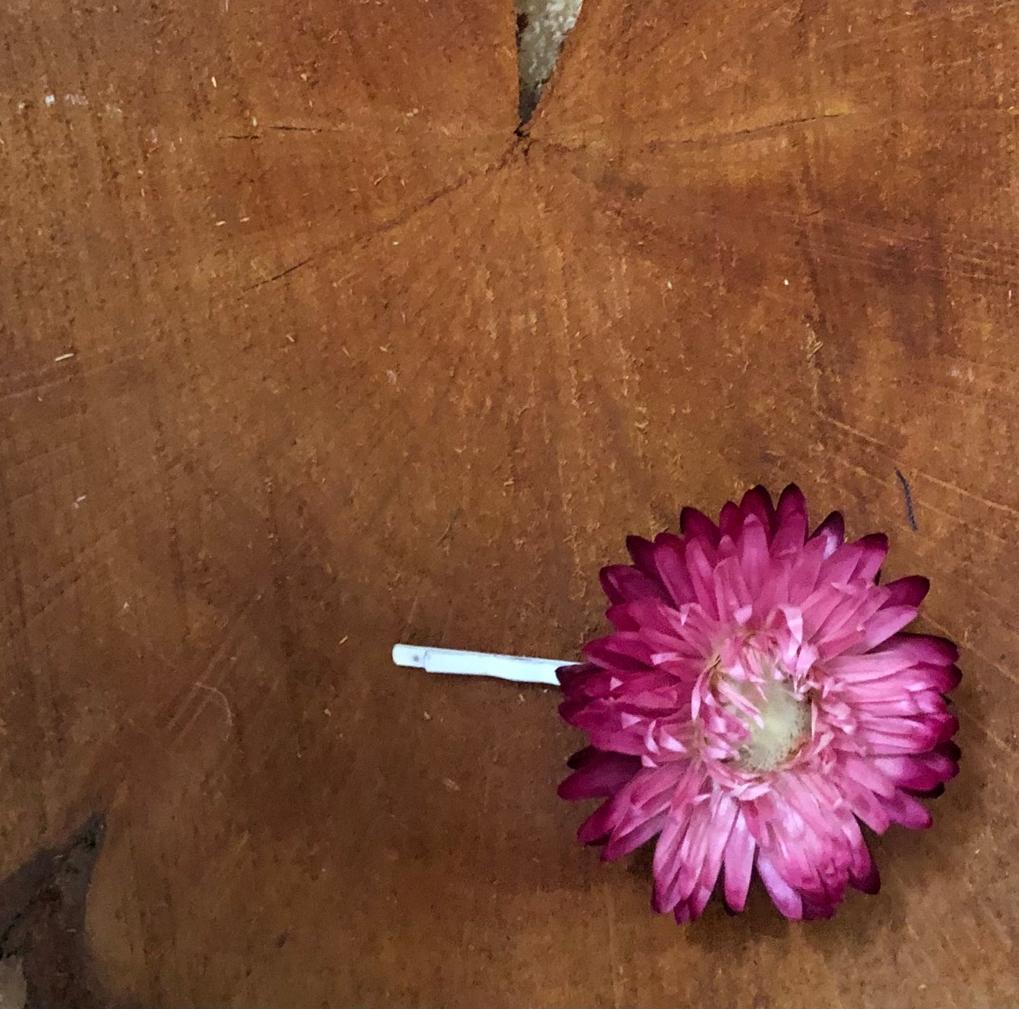 Hair Pin ~single stem open pink strawflower