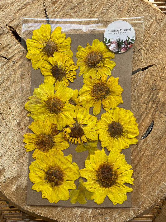 Pressed Flower Pack Dahlia