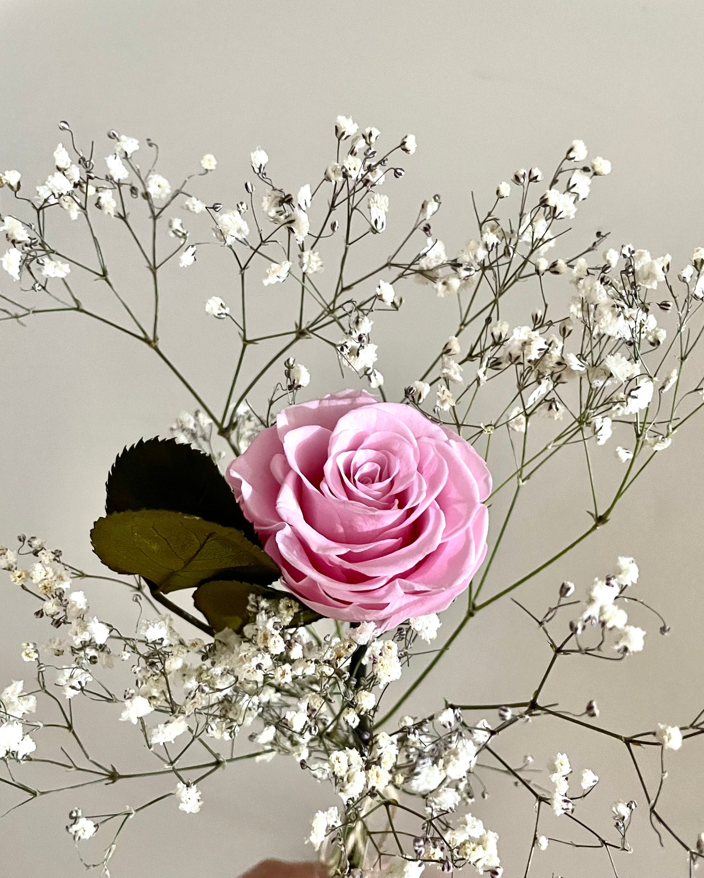 Single Pink Rose