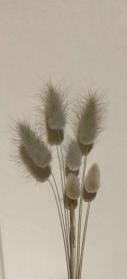 Flower Bar single stems -Bunny Tails Natural